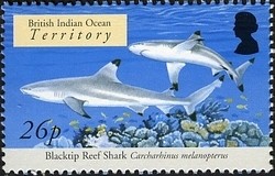 Colnect-1425-615-Blacktip-Reef-Shark-Carcharhinus-melanopterus.jpg