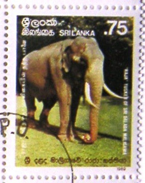 Colnect-528-297-Asian-Elephant-Elephas-maximus-Raja.jpg