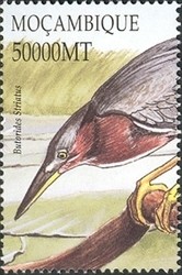Colnect-1486-322-Striated-Heron-Butorides-striatus.jpg