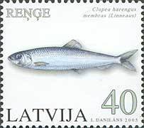 Colnect-192-178-Atlantic-Herring-Clupea-harengus.jpg