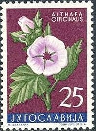 Colnect-1016-961-Common-Marshmallow-Althaea-officinalis.jpg