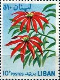 Colnect-1366-549-Euphorbia-pulcherrima.jpg