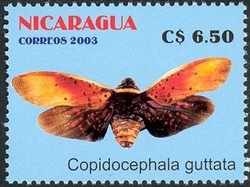 Colnect-911-716-Fulgorid-Planthopper-Copidocephala-guttata.jpg
