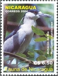 Colnect-934-644-Black-crowned-Night-heron%C2%A0Nycticorax-nycticorax.jpg