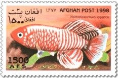 Colnect-1046-661-Killifish-Nothobranchius-eggersi.jpg