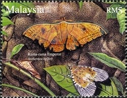 Colnect-1446-519-Moth-Antheraea-helferi.jpg