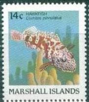 Colnect-1906-186-Hawkfish-Cirrhites-pinnulatus.jpg