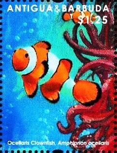 Colnect-5942-826-Ocellaris-Clownfish-Amphiprion-ocellaris-Sea-Anemone.jpg