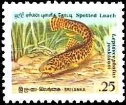 Colnect-862-163-Spotted-Loach-Lepidocephalus-jonklaasi.jpg
