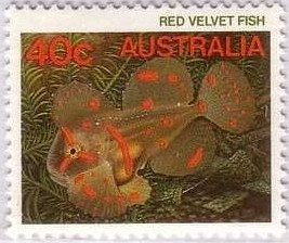 Colnect-946-756-Red-Velvetfish-Gnathanacanthus-goetzeei-.jpg