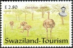 Colnect-1696-391-Southern-African-Ostrich-Struthio-camelus-australis-Inshi.jpg