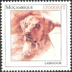 Colnect-1486-328-Labrador-Retriever-Canis-lupus-familiaris.jpg