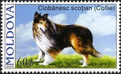 Colnect-434-265-Rough-Collie-Canis-lupus-familiaris.jpg
