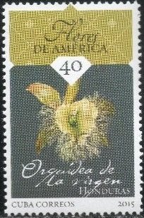 Colnect-4397-630-Rhyncholaelia-digbyana-Virgin-Orchid--Honduras.jpg