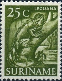 Colnect-990-074-Green-Iguana-Iguana-iguana.jpg