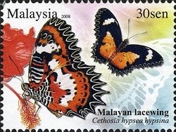 Colnect-1437-426-Malay-Lacewing-Cethosia-hypsea-hypsina.jpg