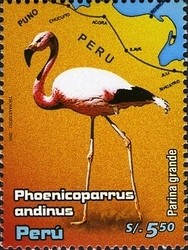 Colnect-1584-580-Andean-Flamingo-Phoenicoparrus-andinus.jpg