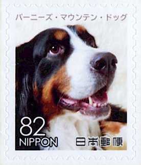 Colnect-5284-651-Bernese-Mountain-Dog-Canis-lupus-familiaris.jpg