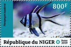 Colnect-6005-603-Banggai-Cardinalfish-Pterapogon-kauderni.jpg