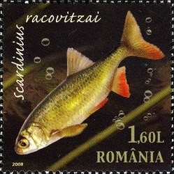 Colnect-763-020-Racovita--s-Ray-finned-Fish-Scardinius-racovitzai.jpg