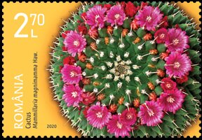 Colnect-6551-688-Mexican-Pincushion-Mammillaria-magnimamma-Haw.jpg