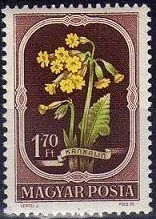 Colnect-597-549-Oxlip-Primula-elatior.jpg