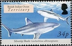 Colnect-1425-617-Silvertip-Shark-Carcharhinus-albimarginatus-.jpg