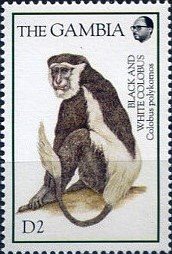 Colnect-4674-248-Black-and-white-colobus.jpg
