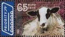 Colnect-830-901-Schoonebeek-sheep-Ovis-ammon-aries.jpg