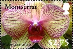 Colnect-1524-020-Phalaenopsis-cultivar.jpg