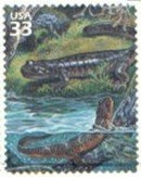 Colnect-201-378-Pacific-Giant-Salamander-Dicamptodon-tenebrosus.jpg
