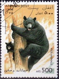 Colnect-2196-040-American-Black-Bear-Ursus-americanus.jpg