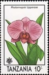 Colnect-3758-895-Phalaenopsis-lipperose.jpg
