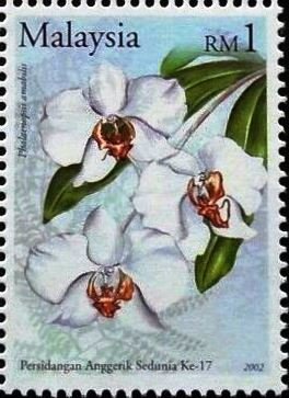 Colnect-4348-027-Phalaenopsis-amabilis.jpg