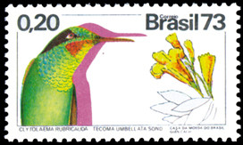 Colnect-718-533-Brazilian-Ruby-Clytolaema-rubricauda-Tecoma-umbellata-.jpg