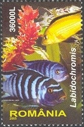 Colnect-760-055-Electric-Yellow-Labido-Labidochromis-caeruleus.jpg
