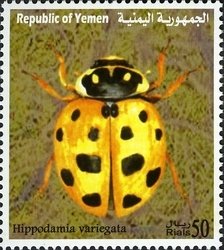 Colnect-960-966-Spotted-AMber-Ladybird-Hippodamia-variegata.jpg