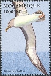 Colnect-1486-297-Buller-s-Albatross-Diomedea-bulleri.jpg