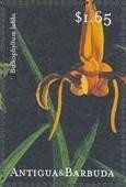 Colnect-1771-976-Bulbophyllum-lobbii.jpg