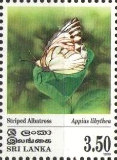 Colnect-2269-177-Striped-Albatross-Appias-libythea.jpg