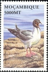 Colnect-1486-290-Swallow-tailed-Gull-Creagrus-furcatus.jpg