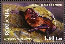 Colnect-761-840-Greater-Noctule-Bat-Nyctalus-lasiopterus.jpg