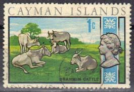 Colnect-769-849-Brahman-Cattle-Bos-primigenius-indicus.jpg