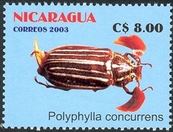 Colnect-911-723-June-Beetle-Polyphylla-concurrens.jpg