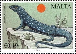 Colnect-658-050-Maltese-Wall-Lizard-Podarcis-filfolensis.jpg