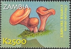 Colnect-934-605-Clitocybe-olearia.jpg
