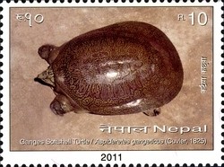 Colnect-1538-394-Ganges-Scotshell-Turtle-Nilssonia-gangetica.jpg