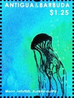 Colnect-5942-818-Moon-Jellyfish-Aurelia-aurita.jpg
