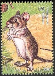 Colnect-1735-180-Yellow-throated-mouse.jpg