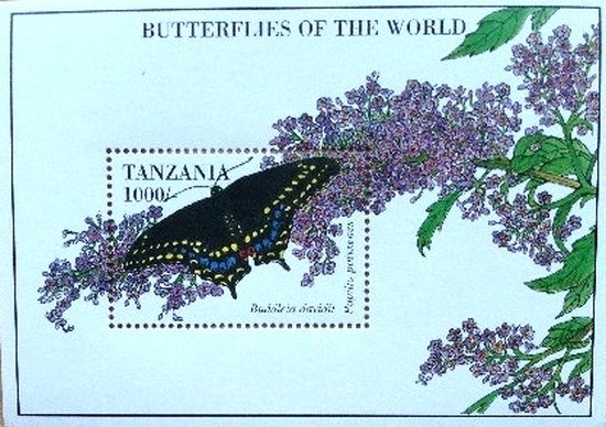 Colnect-2598-401-Black-Swallowtail-Papilio-polyxenes.jpg
